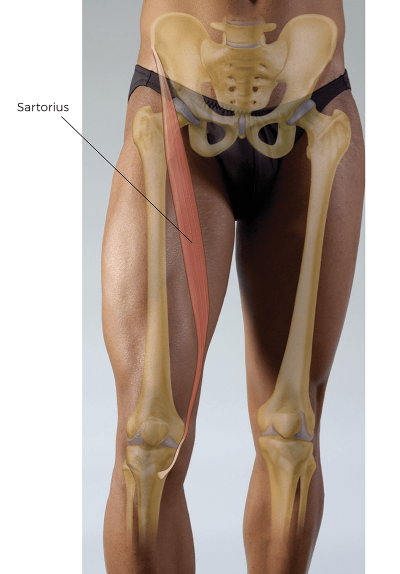 the sartorius muscle in the upper thigh near the femur.