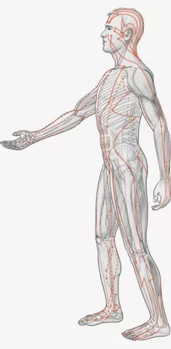 Sketch of the 14 meridians of traditional Asian bodywork shown on a human figure facing left.