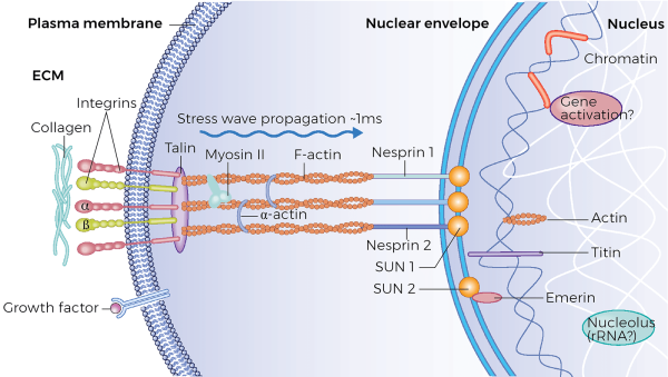 Mechanotransduction.