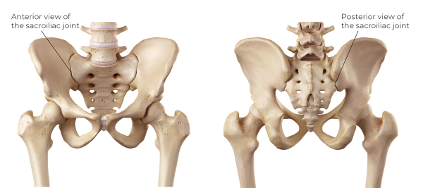 At left, anterior view of the sacroiliac joint. At right, posterior view of sacroiliac joint.