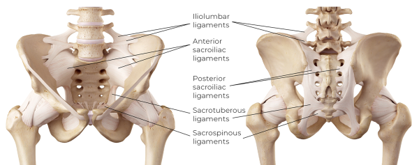 Diagram showing iliolumbar ligaments, anterior sacroiliac ligaments, posterior sacroiliac ligaments, sacrotuberous ligaments, and sacrospinous ligaments.