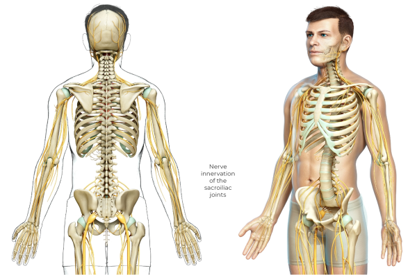 Diagram showing nerve innervation of the sacroiliac joints.