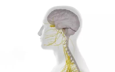 diagram showing the nerves in the face and spine