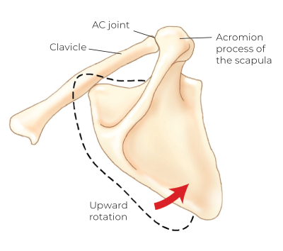 Illustration of the elevation of the clavicle.