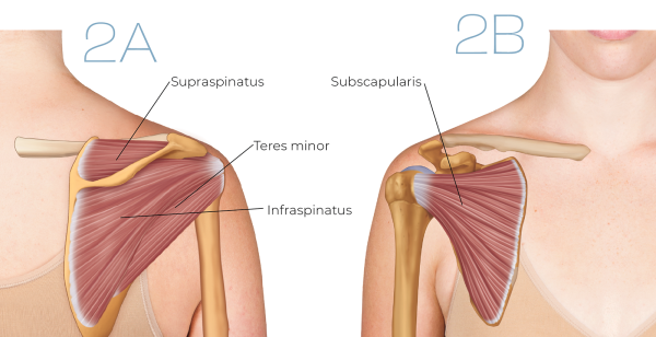 Posterior and anterior views of the rotator cuff muscles.