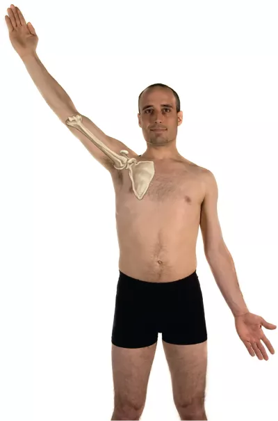 A man raises his right arm with an illustration of the bones inset.