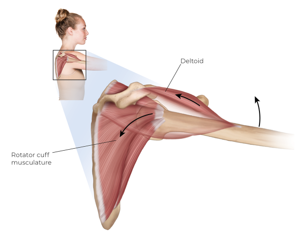 Illustration depicting the rotator cuff pulling the head of the humerus into the glenoid fossa.