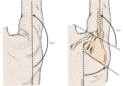 Abduction of the humerus couples with upward rotation of the scapula.