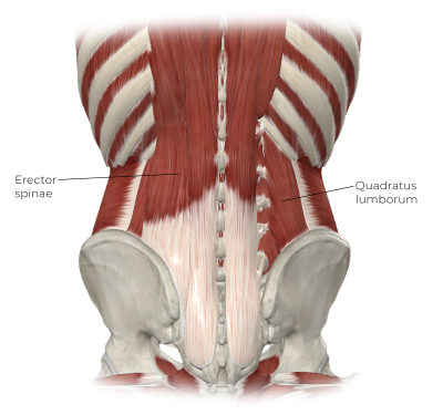 Illustration points to the erector spinae and quadratus lumborum.