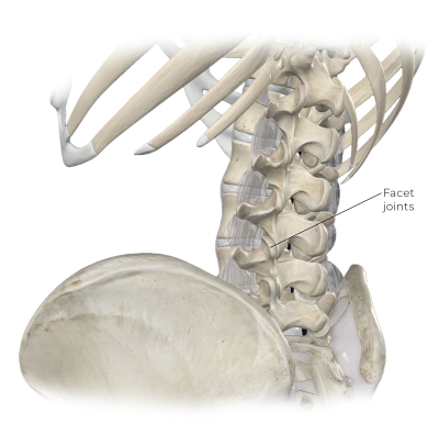 Illustration points to facet joints.