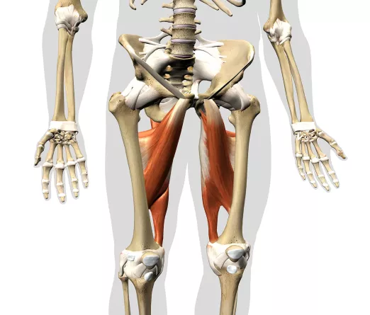 Illustration of a skeleton with adductors highlighted.