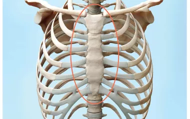 A circle draws attention to the sternum on an illustration of the bones of the torso.