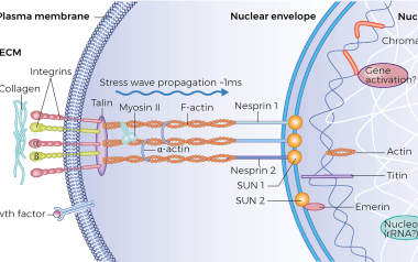 Illustration showing the cellular level of the nucleus and plasma membrane.