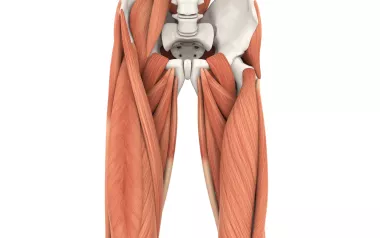 Human anatomy of the psoas muscle.