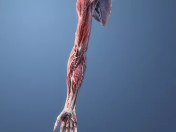 The tendons, muscles and veins of a right arm and hand are displayed.