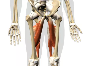 The adductors are highlighted on an illustration of the middle third of the body.