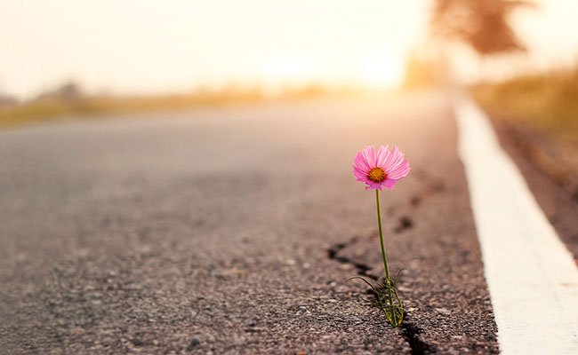 A pink flower growing out of a crack in the asphalt with a sunrise on the horizon