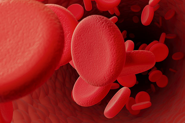 A microscopic view of red blood cells and platelets 