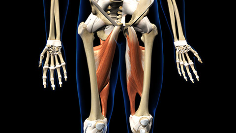 A 3D animated image of the human skeleton showing the adductors.