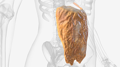 Animated image of the omentum.