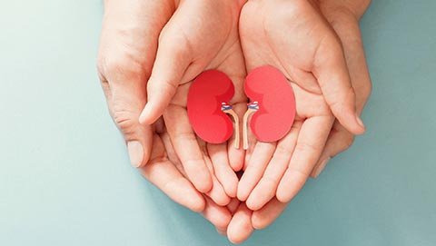 Two pairs of open hands holding a paper cutout out of a kidney