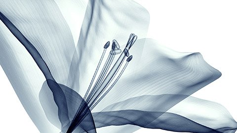 Digital illustration of flower petals and stamen 